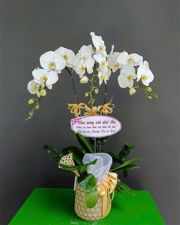 Hoa Lan Hồ Điệp - HNA.HLHD3