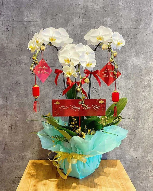 Hoa Lan Hồ Điệp - HNA.HLHD4