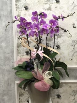 Hoa Lan Hồ Điệp - HNA.HLHD5