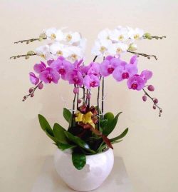 Hoa Lan Hồ Điệp - HNA.HLHD6