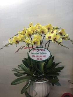 Hoa Lan Hồ Điệp - HNA.HLHD7