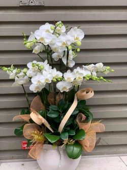 Hoa Lan Hồ Điệp - HNA.HLHD8