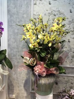 Hoa Lan Hồ Điệp - HNA.HLHD10