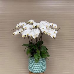 Hoa Lan Hồ Điệp - HNA.HLHD11