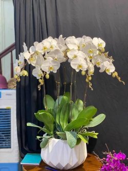 Hoa Lan Hồ Điệp - HNA.HLHD12