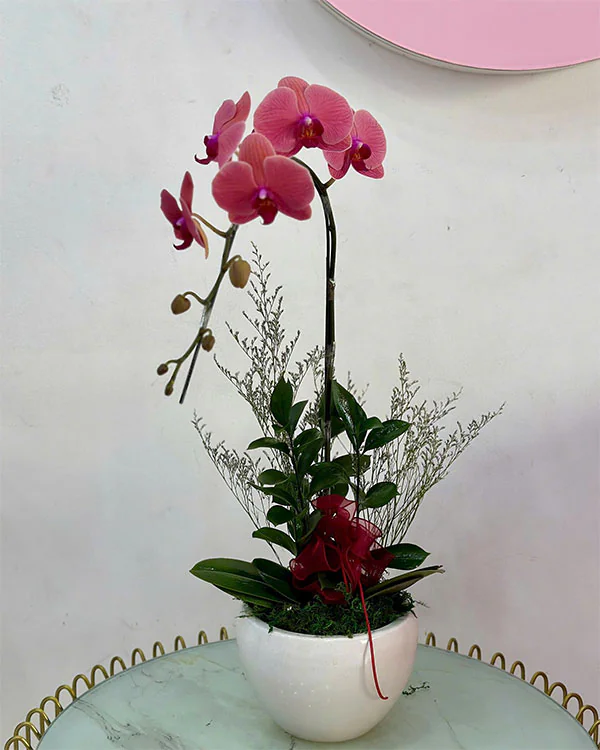 Hoa Lan Hồ Điệp - HNA.HLHD14