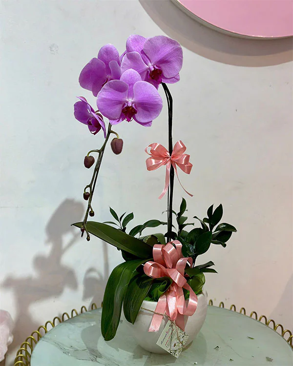 Hoa Lan Hồ Điệp - HNA.HLHD15