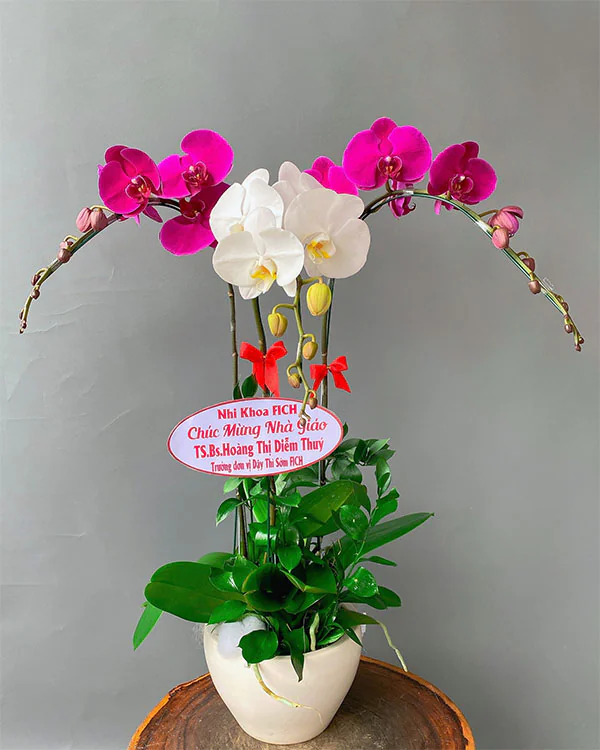 Hoa Lan Hồ Điệp - HNA.HLHD22