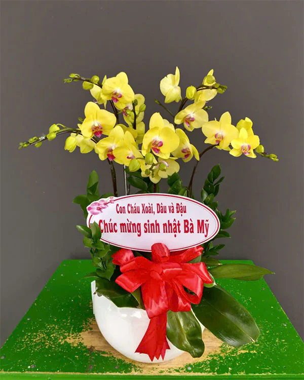 Hoa Lan Hồ Điệp - HNA.HLHD27