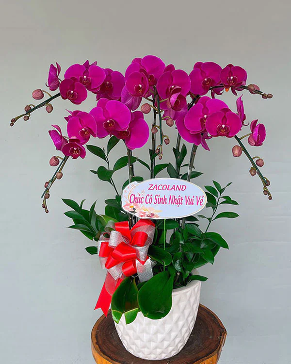 Hoa Lan Hồ Điệp - HNA.HLHD31