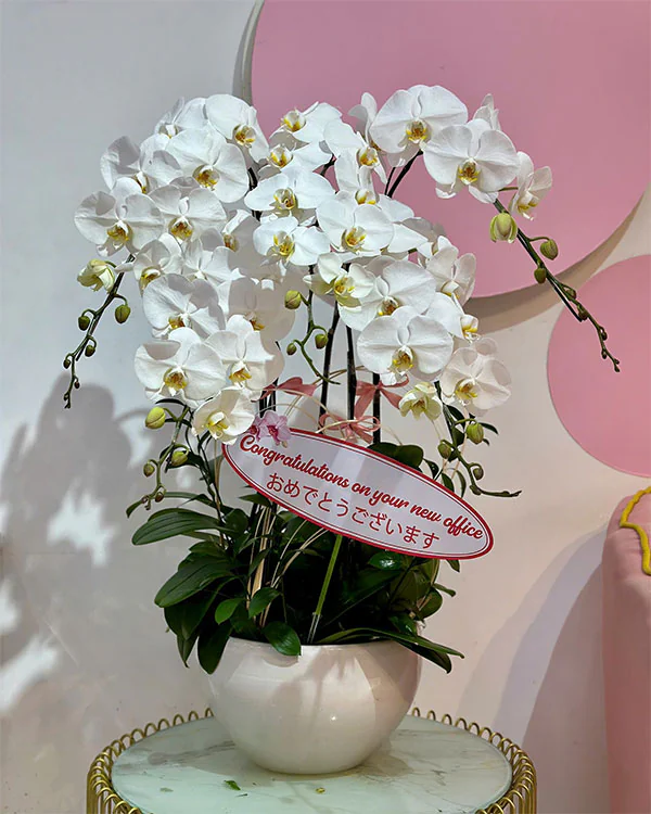 Hoa Lan Hồ Điệp - HNA.HLHD32