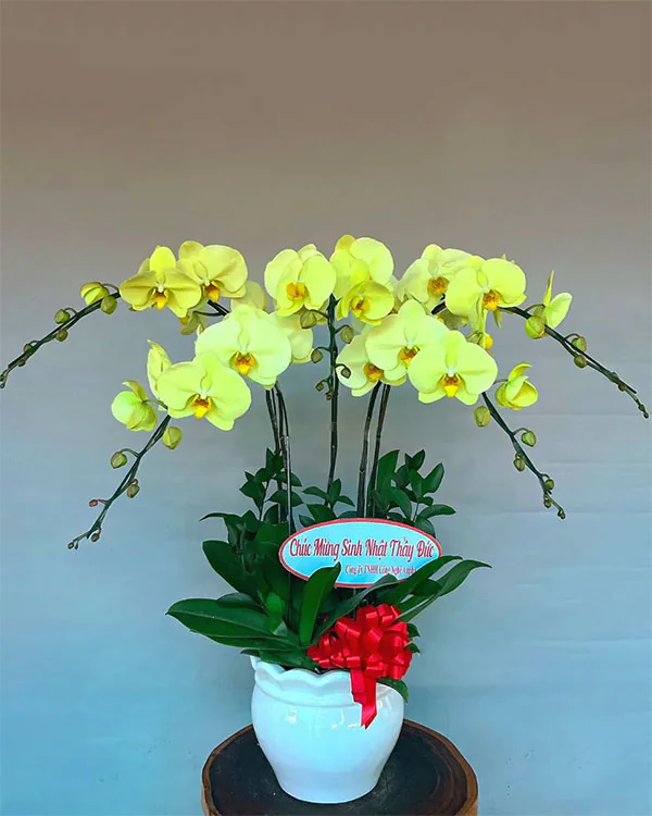 Hoa Lan Hồ Điệp - HNA.HLHD33