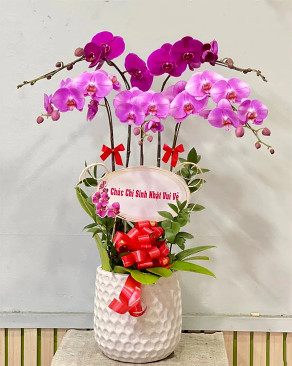 Hoa Lan Hồ Điệp - HNA.HLHD34