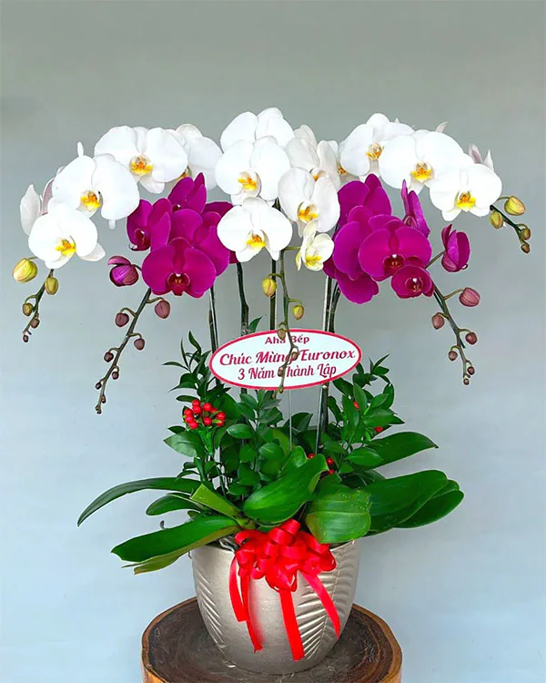 Hoa Lan Hồ Điệp - HNA.HLHD36