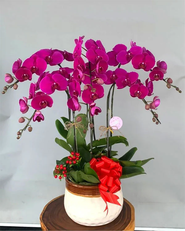 Hoa Lan Hồ Điệp - HNA.HLHD42