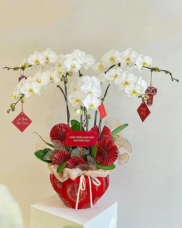 Hoa Lan Hồ Điệp - HNA.HLHD43