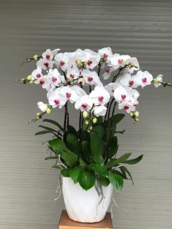 Hoa Lan Hồ Điệp - HNA.HLHD51