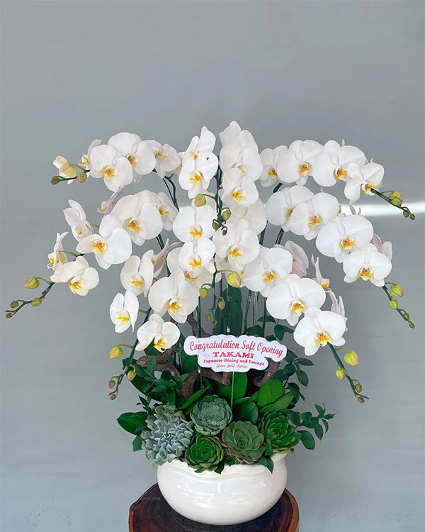 Hoa Lan Hồ Điệp - HNA.HLHD54