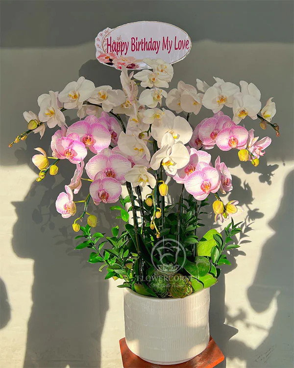 Hoa Lan Hồ Điệp - HNA.HLHD55