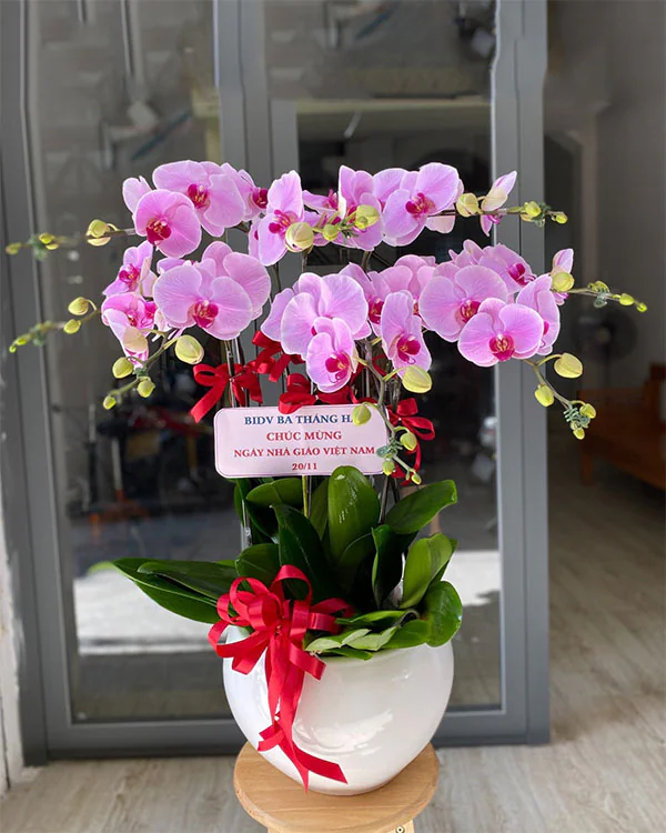 Hoa Lan Hồ Điệp - HNA.HLHD56