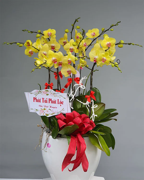 Hoa Lan Hồ Điệp - HNA.HLHD61