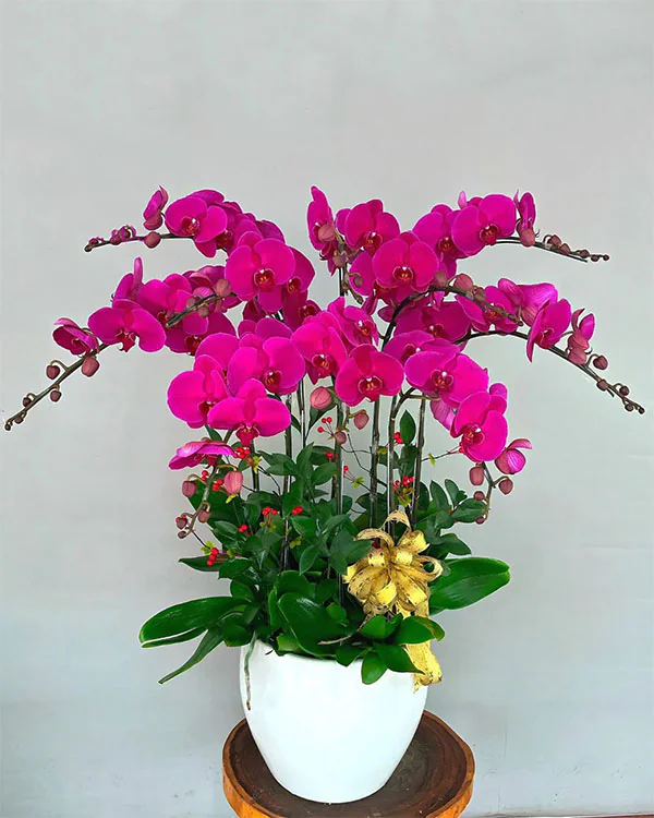 Hoa Lan Hồ Điệp - HNA.HLHD62