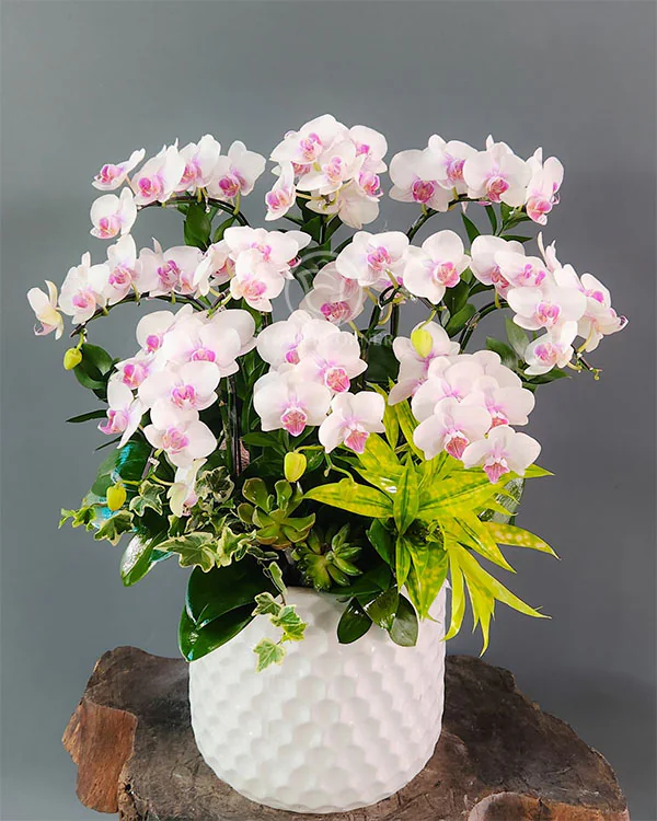 Hoa Lan Hồ Điệp - HNA.HLHD65