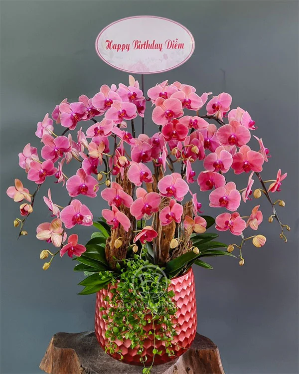 Hoa Lan Hồ Điệp - HNA.HLHD66