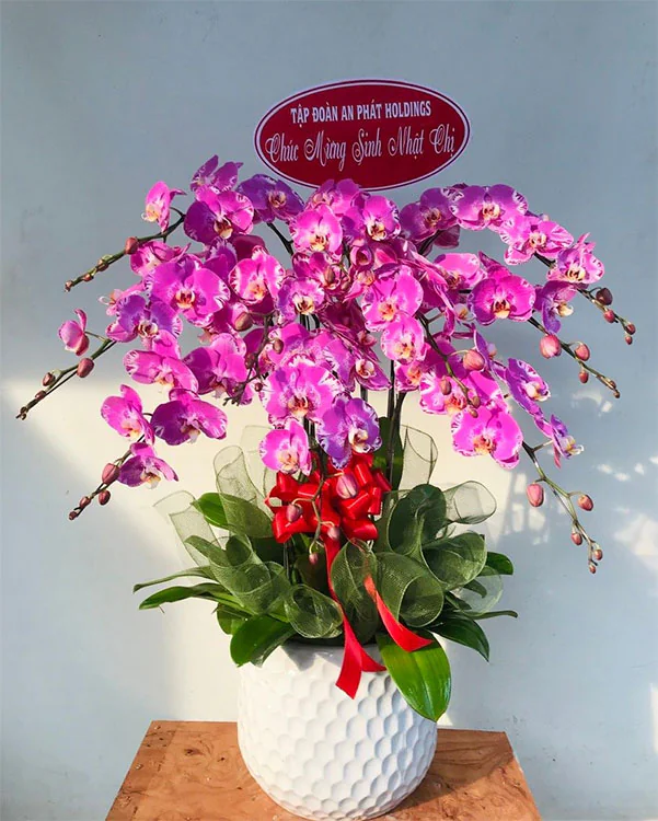 Hoa Lan Hồ Điệp - HNA.HLHD68