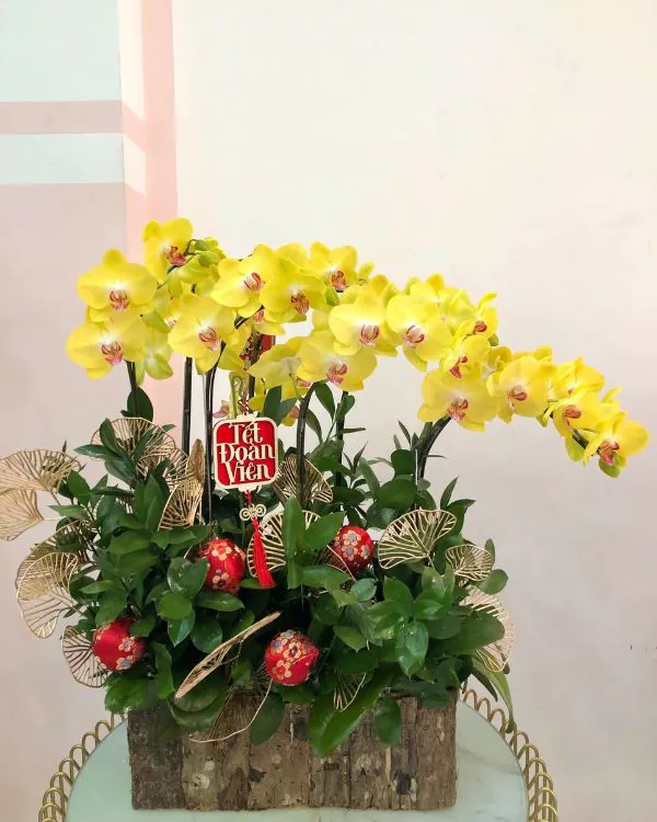 Hoa Lan Hồ Điệp - HNA.HLHD76