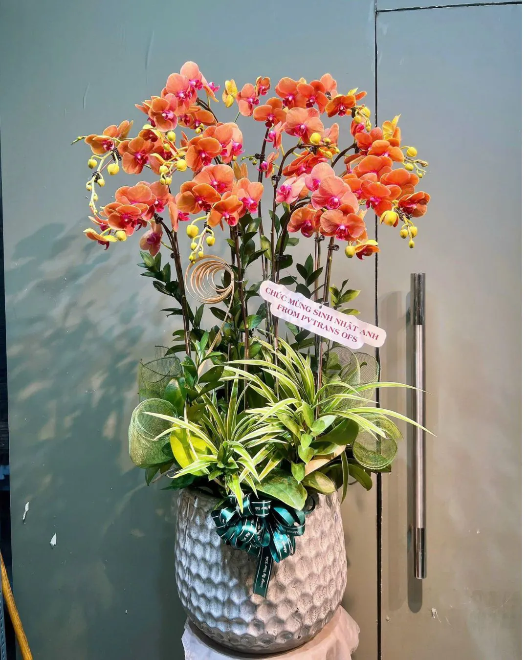 Hoa Lan Hồ Điệp - HNA.HLHD82