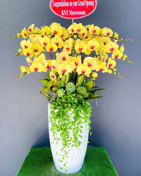 Hoa Lan Hồ Điệp - HNA.HLHD87