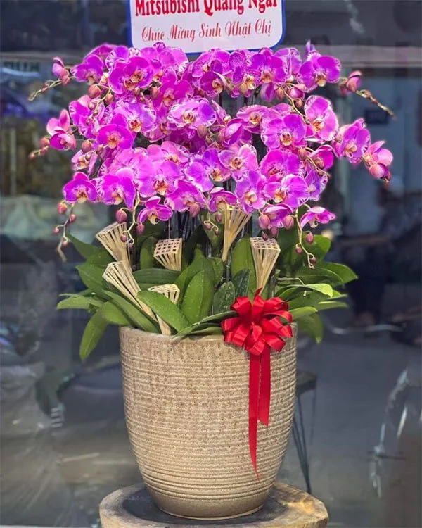 Hoa Lan Hồ Điệp - HNA.HLHD88