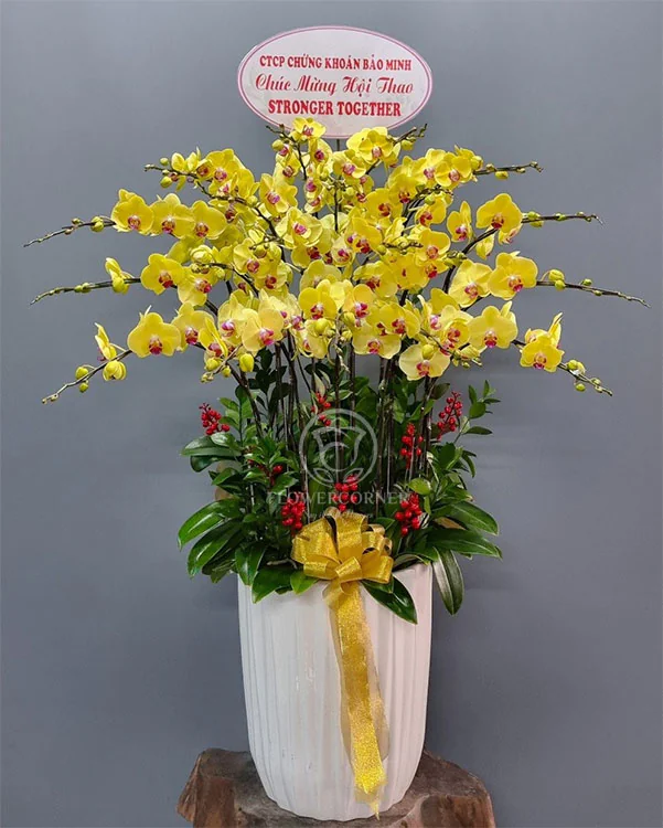 Hoa Lan Hồ Điệp - HNA.HLHD93