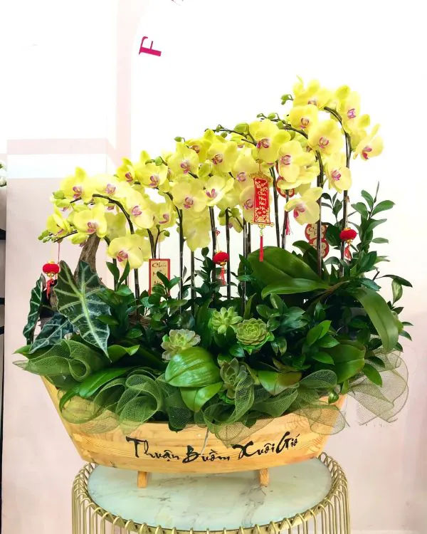 Hoa Lan Hồ Điệp - HNA.HLHD97